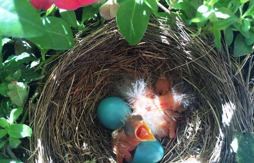 American Robin Chicks by U.S. Fish and Wildlife Service - Midwest Region is licensed under CC BY 2.0